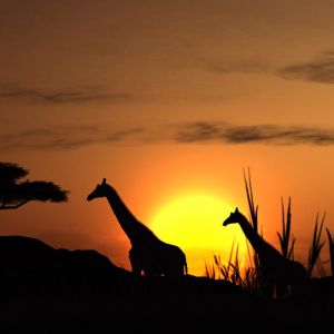 Silhouette de Jirafas al Atardecer