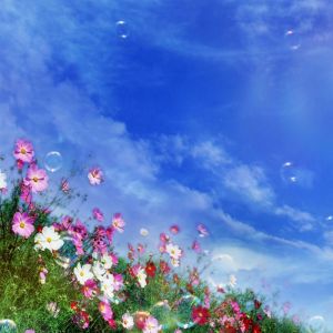 Campo de Flores Coloridas