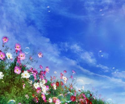 Campo de Flores Coloridas