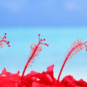 Vibrantes Flores de Hibisco Rojas