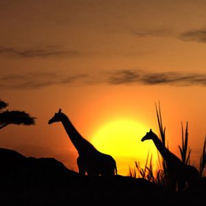 Silhouette de Jirafas al Atardecer