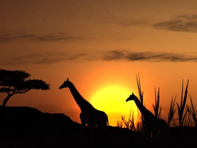 Silhouette de Jirafas al Atardecer