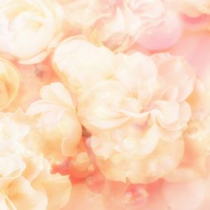 Fondo Floral Rosa Suave