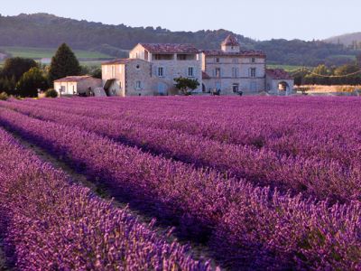 Campos de Lavanda y Casa Rústica