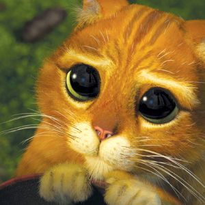 Gato Bonito con Ojos Grandes