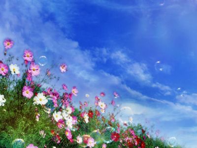 Campo de Flores Coloridas