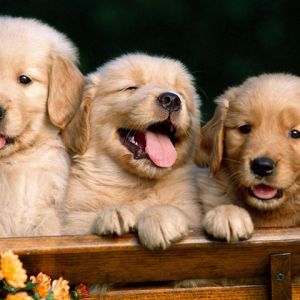 Cachorros de Golden Retriever