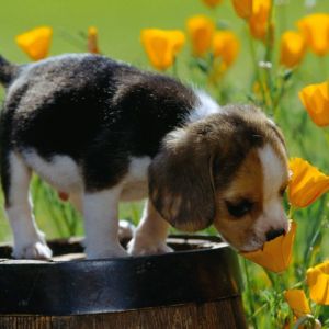 Cachorro Bonito en Flores