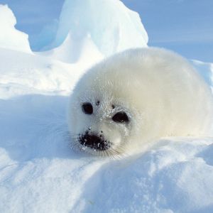 Foca linda en la nieve