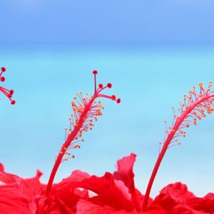 Hibiscos Rojos Vibrantes