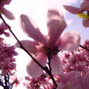 Hermosas flores de magnolia rosa