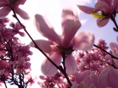 Hermosas flores de magnolia rosa