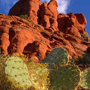 Paisaje desértico con cactus