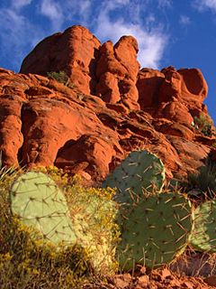 Paisaje desértico con cactus