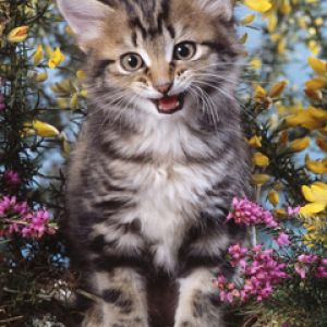 Gatito Lindos en Flores