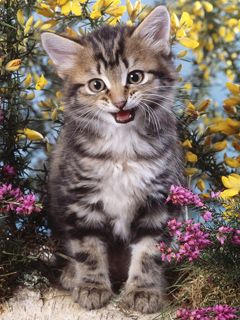 Gatito Lindos en Flores