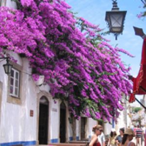 Bougainvillea Vibrante en Flor