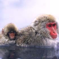 Monos de Nieve en Aguas Termales