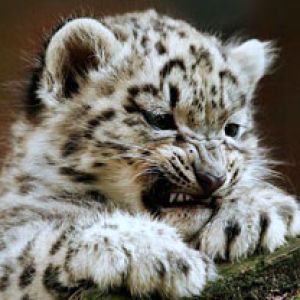 Cachorro de Leopardo de Nieve