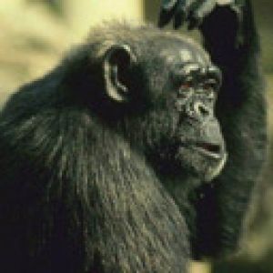 Chimpancé Pensativo
