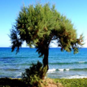 Árbol de Playa Sereno