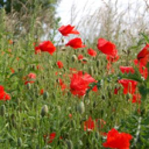 Amapolas Rojas Vibrantes en la Naturaleza