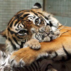Tigre y Cachorro