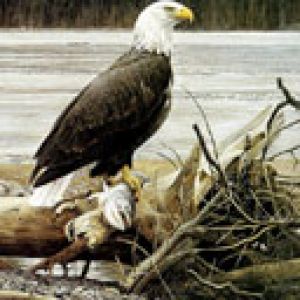 Majestuoso Águila Calva