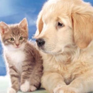 Cachorro y Gatito Adorable