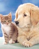 Cachorro y Gatito Adorable