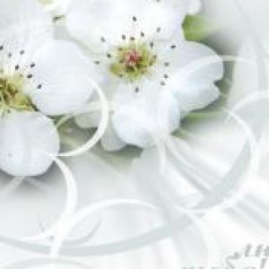 Flores Blancas Delicadas