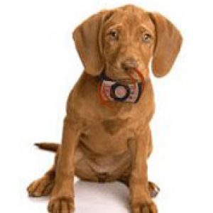 Cachorro Bonito con Collar