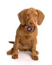 Cachorro Bonito con Collar