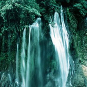 Cascada Serena en un Bosque Frondoso