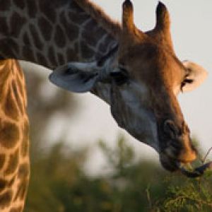 Jirafa Comiendo Hojas