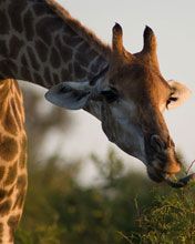 Jirafa Comiendo Hojas