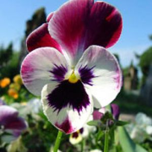 Hermosa Flor Pansy