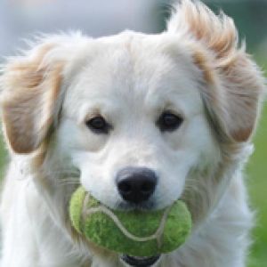 Perro lindo con pelota de tenis