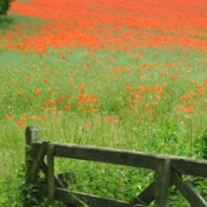 Campo de Amapolas Vibrantes