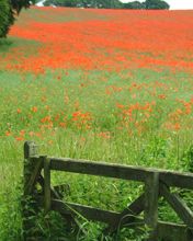 Campo de Amapolas Vibrantes
