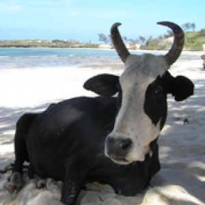 Vaca Relajándose en la Playa