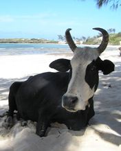 Vaca Relajándose en la Playa
