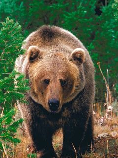 Majestuoso Oso Grizzly