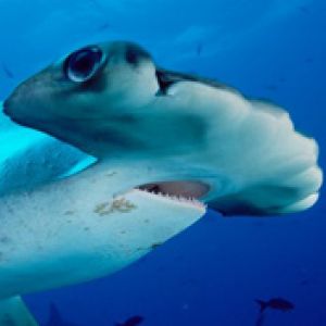 Tiburón martillo bajo el agua