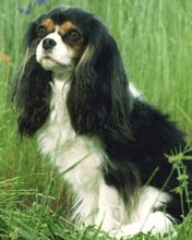 Cavalier King Charles Spaniel