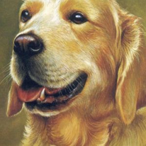Retrato de Golden Retriever
