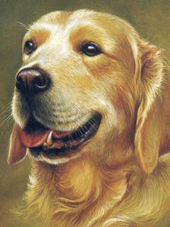 Retrato de Golden Retriever