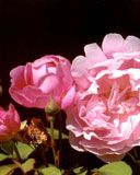 Hermosas Rosas Rosadas