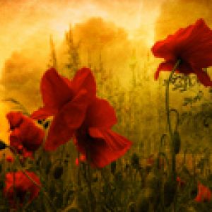 Amapolas Rojas Vibrantes en la Naturaleza