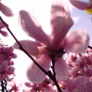 Hermosas flores de magnolia rosa